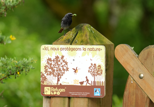 Rougequeue noir (Phoenicurus ochruros) mâle apportant la becquée dans le refuge de Sonia © Sonia Lopez
